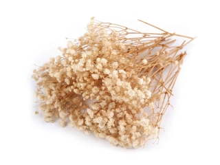 Sušený nevestin závoj